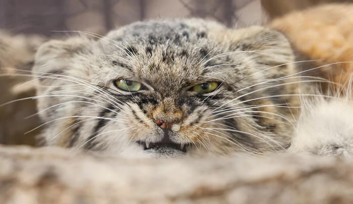 Таши немного наглый и чихающий парень, ещё одна черта, которую он разделяет с Пази.