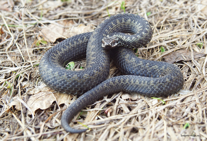  (Vipera berus)