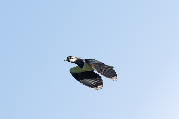  ,  ,  , , , , ,   , ,  , , 