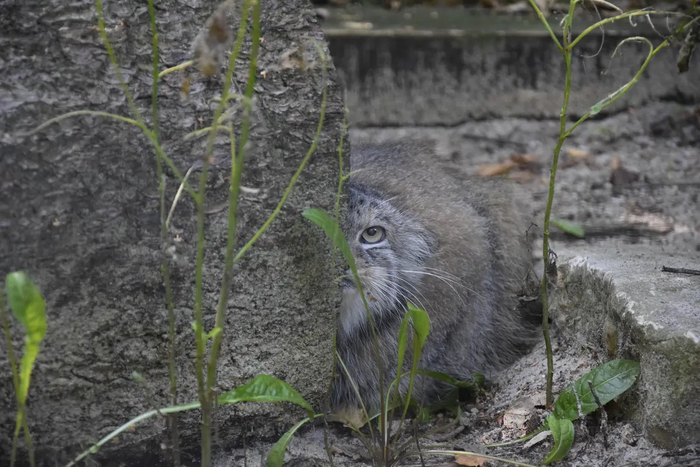 ���� ����� � ����� <a href="https://pikabu.ru/story/imeninniki_12721256?u=https%3A%2F%2Fmanulization.ru%2Fmanuls%2Falani%2Fphotos%2FEZT9hWp7lDEojfEG&t=manulization.ru&h=d1f9743d7a54b94be08cabdf04ae51dc32fd25f7" title="https://manulization.ru/manuls/alani/photos/EZT9hWp7lDEojfEG" target="_blank" rel="nofollow noopener">manulization.ru</a> ����� ���� Kata Száraz