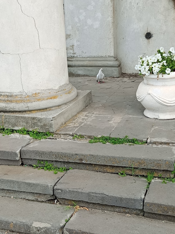 НАБЛЮДАЛ. ГОЛУБЬ НОСИТ ВЕТОЧКИ, НО УСТУП У СВОДА ВИДНО НЕ БОЛЬШОЙ И ВЕТОЧКИ ПАДАЮТ ВНИЗ. НО ОН УПОРНО НОСИТ.