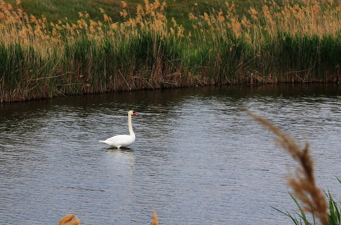 �� ����������