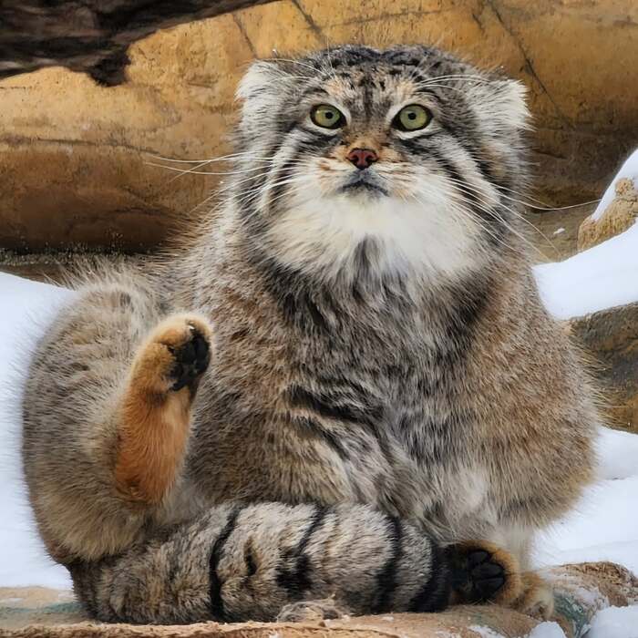 Лев в зоопарке Кобе. Фото взято из аккаунта <a href="https://pikabu.ru/story/pamyati_lyovushki_post_12726685?u=https%3A%2F%2Fwww.instagram.com%2Fp%2FDIw1lBwTpF3%2F%3Figsh%3DMWljMG5vNmo0ODVlcw%3D%3D&t=manul_0418%20inst&h=fa257e7e237207dc3f2090817e833a4aec6b987f" title="https://www.instagram.com/p/DIw1lBwTpF3/?igsh=MWljMG5vNmo0ODVlcw==" target="_blank" rel="nofollow noopener">manul_0418 inst</a>