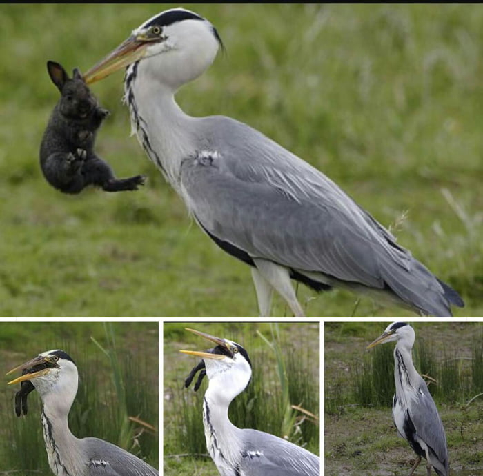 Кстати, о птичках…