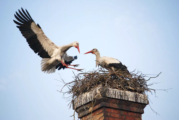 Первое гнездо птиц весит не больше 70 кг. И размерами оно не сильно впечатляет.