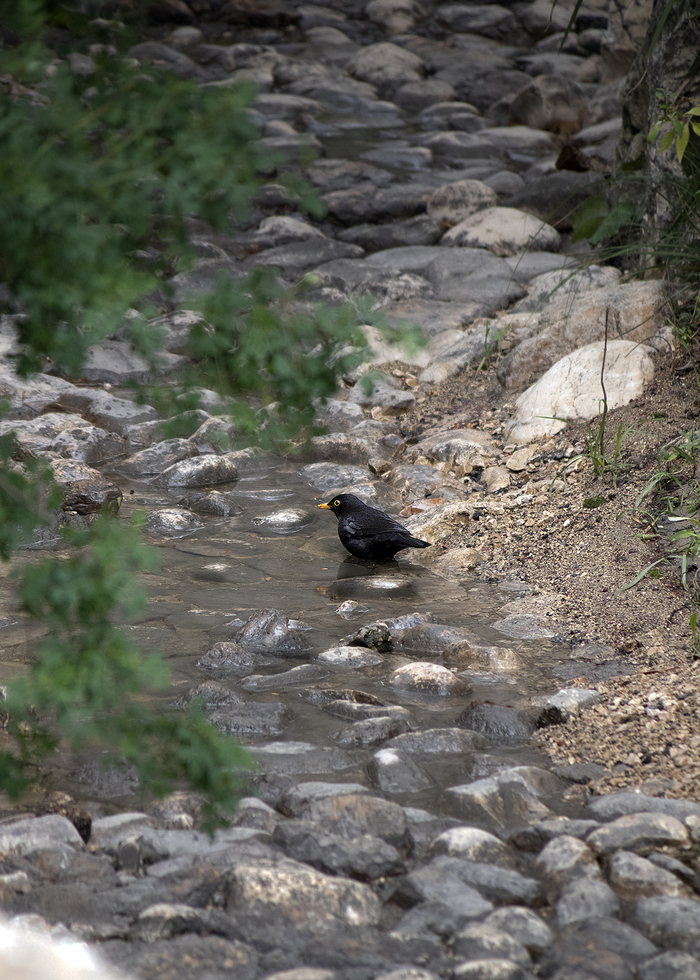 Чёрный дрозд