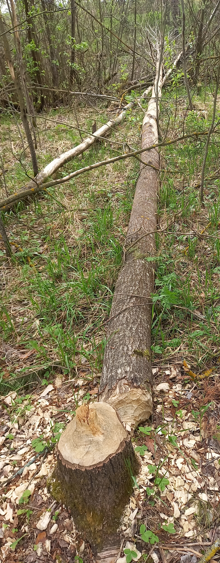 ���������, ����� ��������� �����? ����� �����������, ��� � ����� �� ��� ��������.