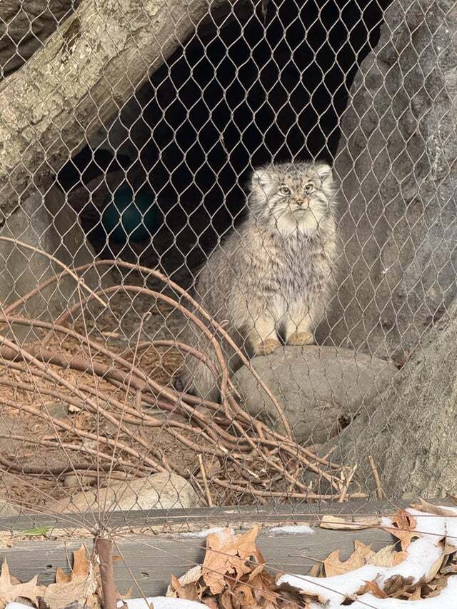 Фото взяты из аккаунта <a href="https://pikabu.ru/story/s_dnyom_rozhdeniya_12729482?u=https%3A%2F%2Fwww.reddit.com%2Fr%2FPallasCats%2Fcomments%2F1i8m0q7%2Fsarnai_from_new_york_say_hi_to_everybody%2F&t=SalamanderFun9940%20reddit&h=250f9b77e5a55cc1bc5c087e2b7ddab971561c22" title="https://www.reddit.com/r/PallasCats/comments/1i8m0q7/sarnai_from_new_york_say_hi_to_everybody/" target="_blank" rel="nofollow noopener">SalamanderFun9940 reddit</a>
