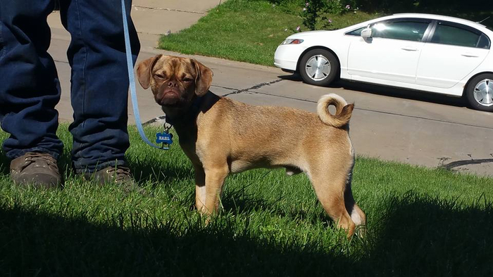 Это пагль — смесь мопса и бигля. И он тоже очень рад вас видеть.