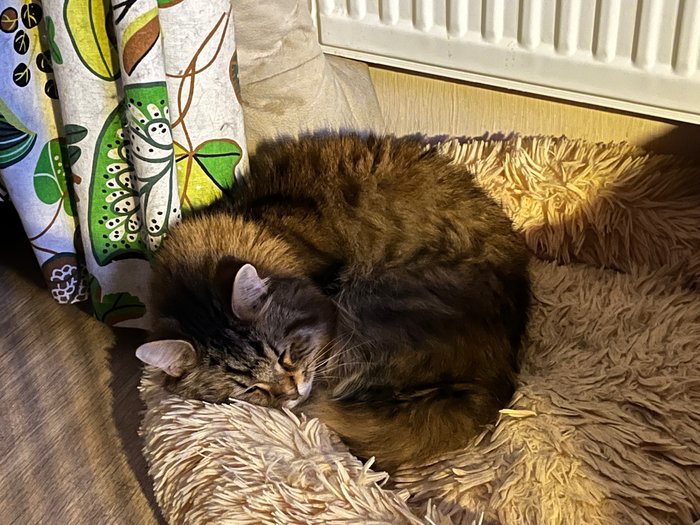 Тошкин спит