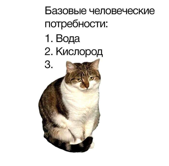 Хочу кота