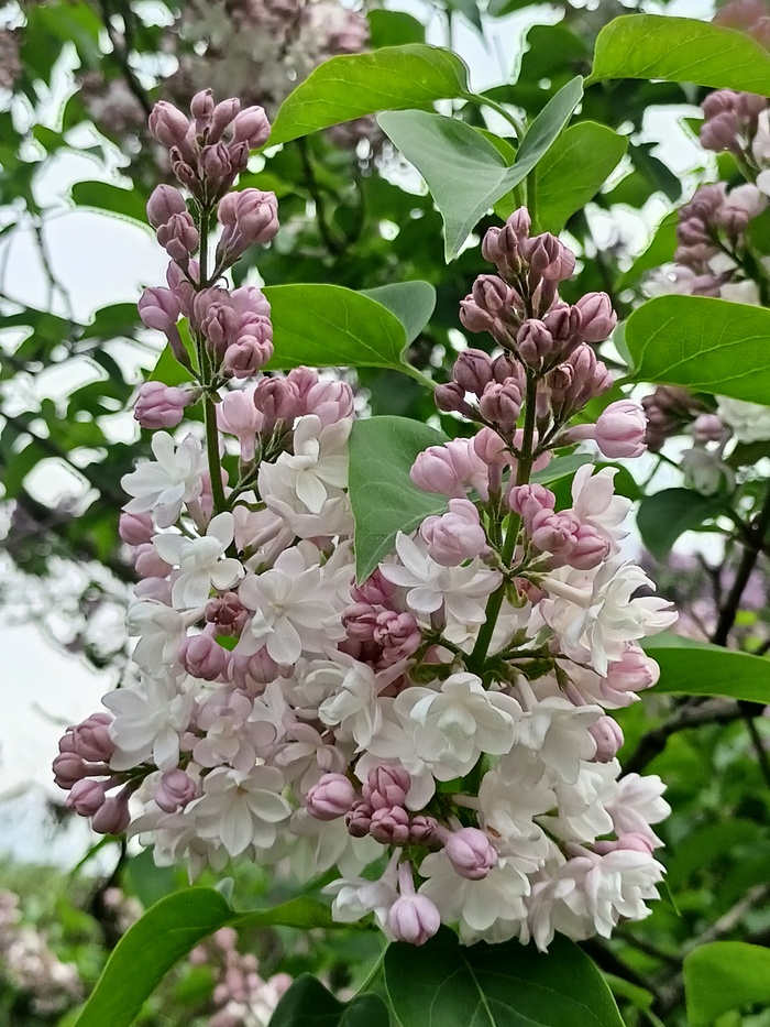   ,  , ,   ,  ,  , ,  , 