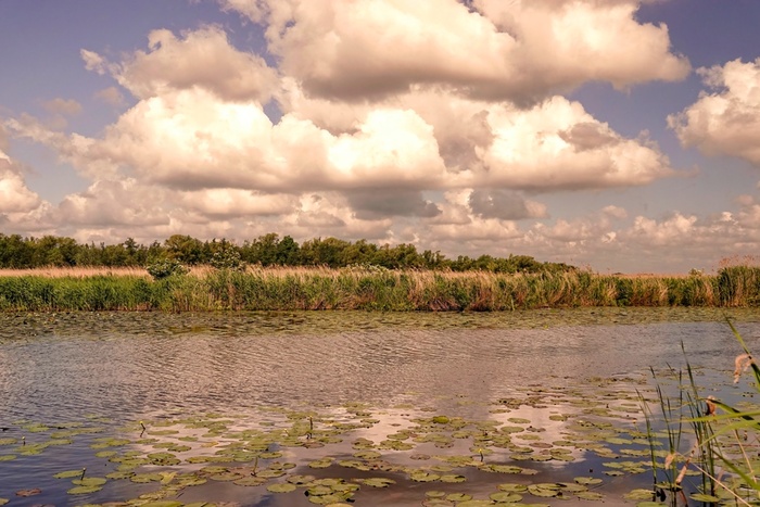 Летний пейзаж