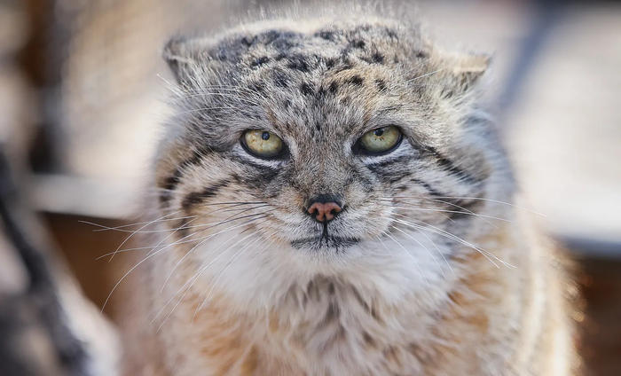 , 12-    -.           .