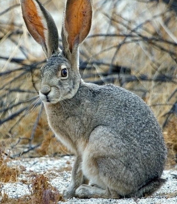 Заяц — лесной бегун, мастер исчезновения и паники на ровном месте