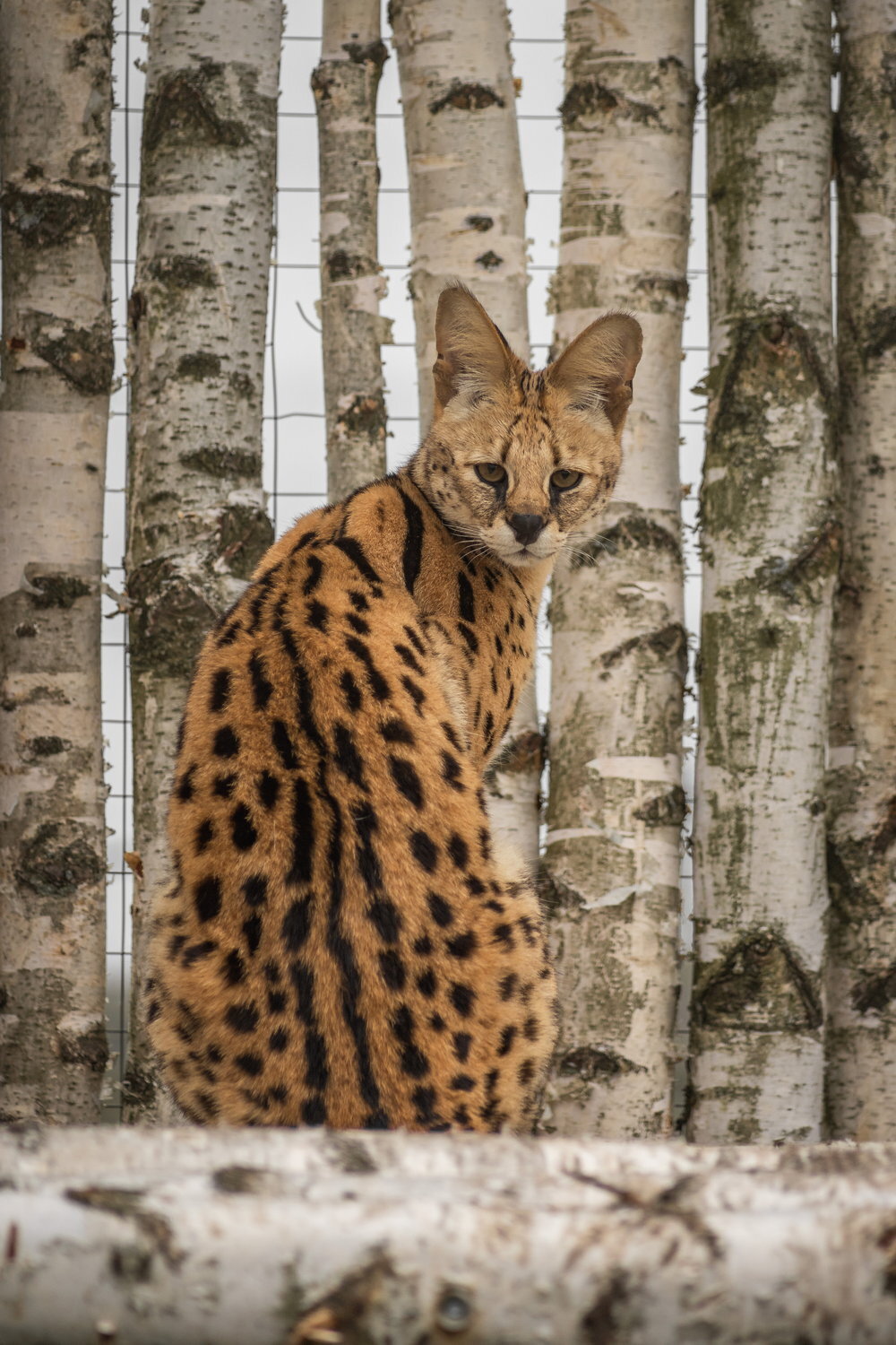 Russian birches, African cat - My, The photo, Zoo, Serval, Small cats, Cat family