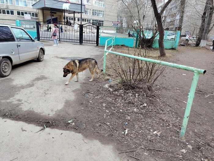 Дикая собака во дворе