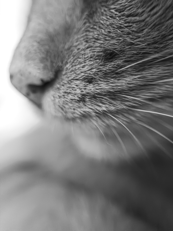 Сфотографировал своего кота на мобильный телефон через увеличительное стекло. Такой вот эксперимент)