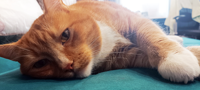 "Утро доброе, мяуть"