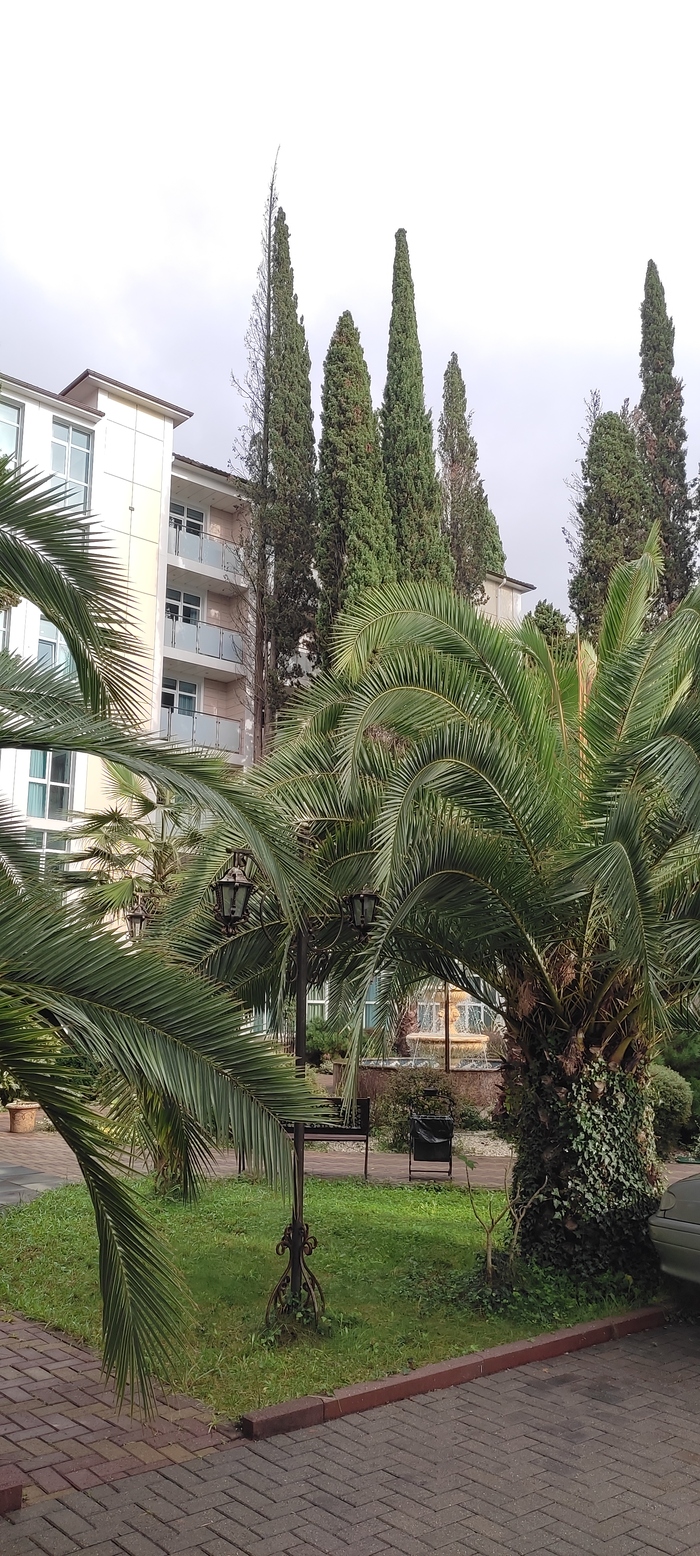 �����, ����� �����������, �������