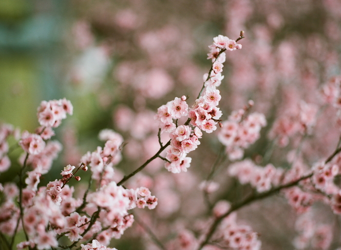 Весенние цветы в Шанхае. 80/1.9, Kodak Portra 160