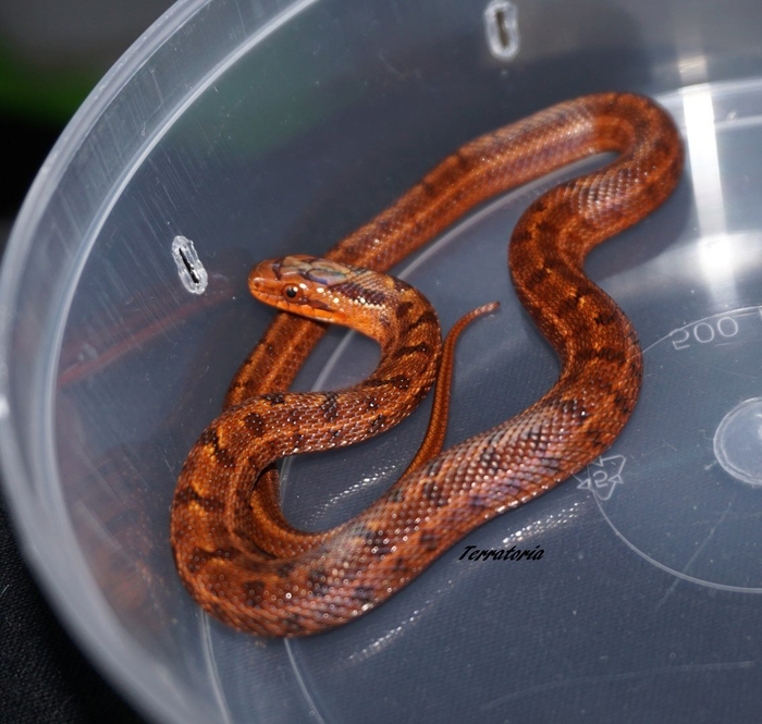 И это тоже узорчатый полоз. Как видите, он куда более яркий. Но ни тот ни другой никакой опасности для человека не несёт.