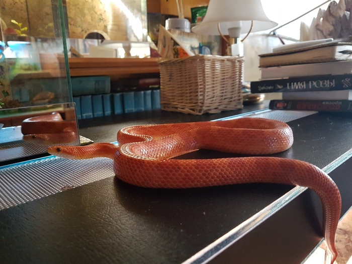 По идее эта змея должна была быть коричневой. Но из-за эритризма она превратилась в "огневку"!