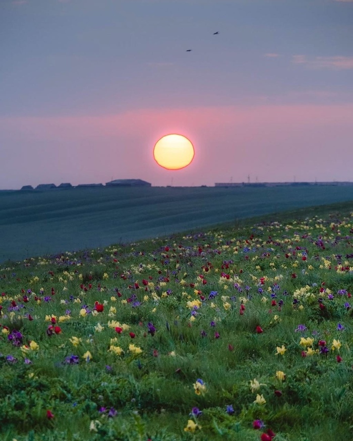 Цветение тюльпанов и ирисов в Донской степи, Ростовская область
