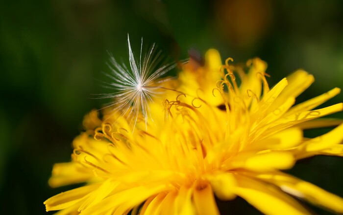 Одуванчик. Ну тоже симпатичный.