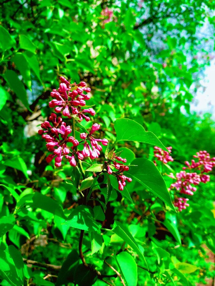 Майская сирень