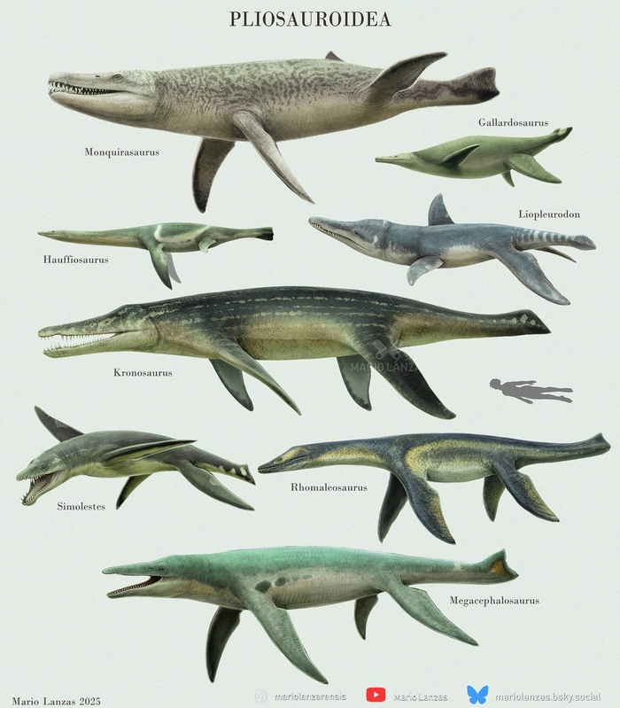Виды плиозавридов