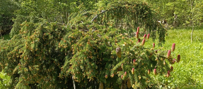 Упавшее дерево.