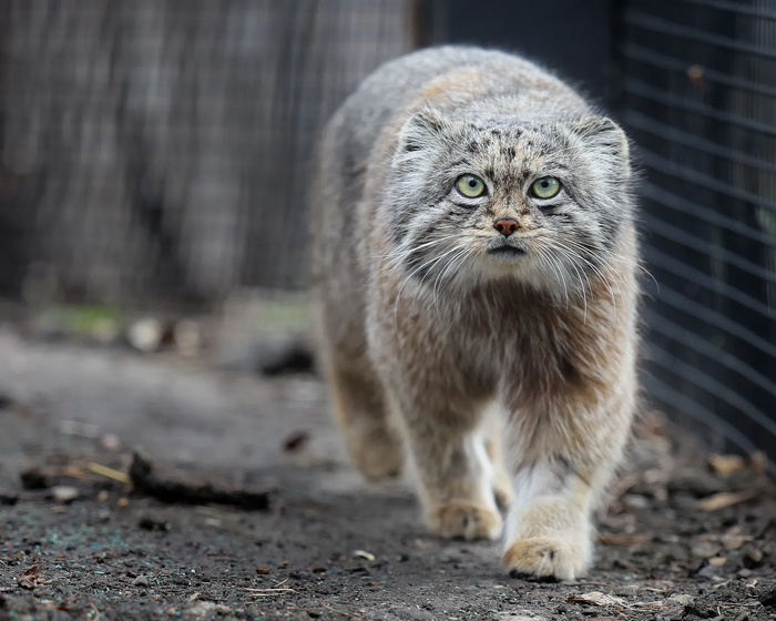            .   ,     :   ,        ,    .