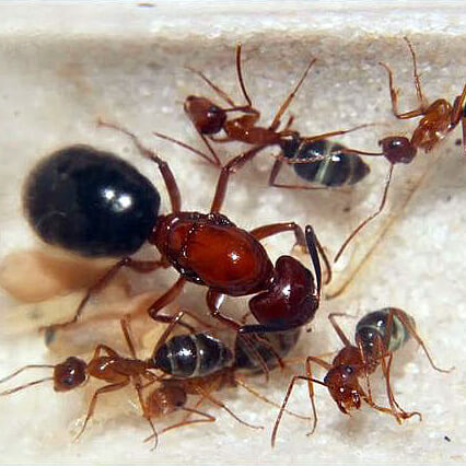  #camponotus lameerei# ,  , 