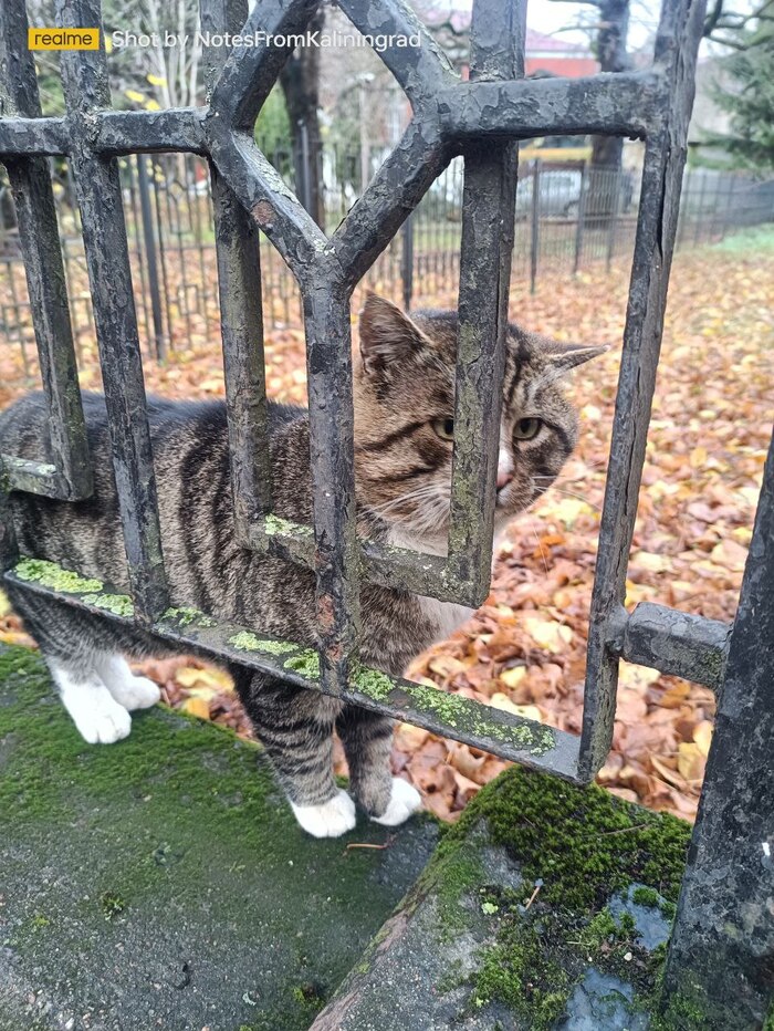 Скромник в белых носочках