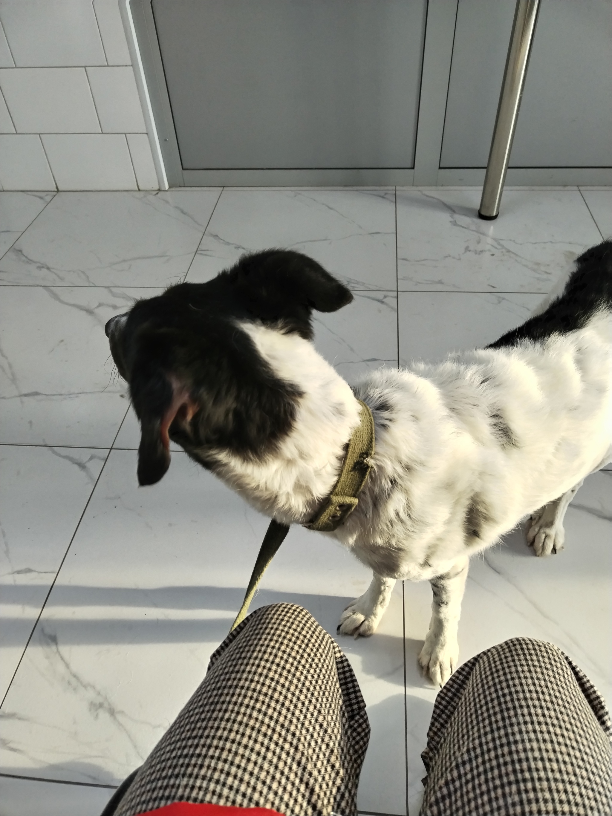 Well moooooom - A life, Dog, Parents, Tea, Vital, Hard
