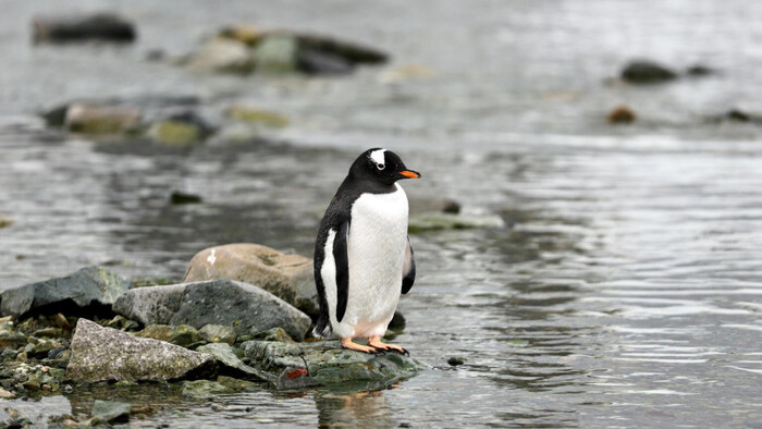 ������ ������