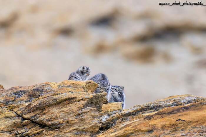 Не бычься, это всего лишь фотограф