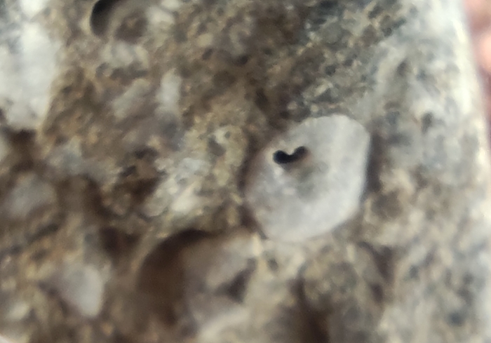 Окаменелая моллюска с сердечком