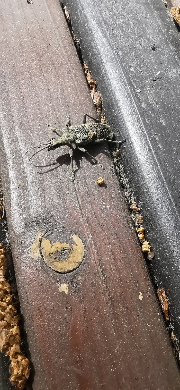 Что это за кракозябра?