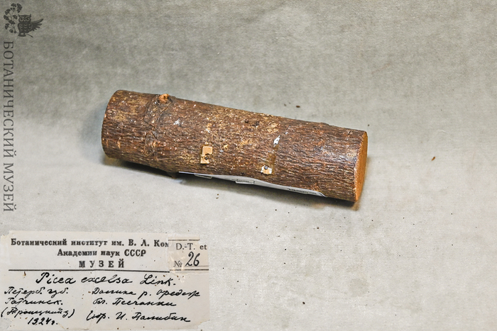 Стволик ели европейской. Образец, собранный И.В.Палибиным в Гатчине. Из дендрологической коллекции Ботанического музея БИН РАН.