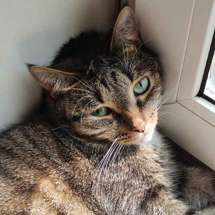 Крокотосолнечное