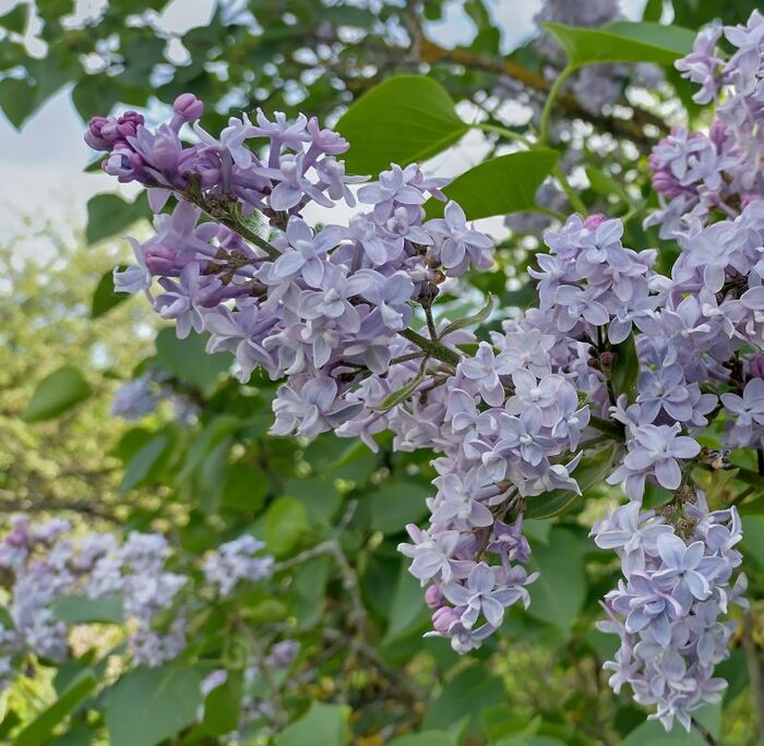 Сирень цветет Сирень, Цветы, Май, Рыбалка, Хорошее настроение, Длиннопост