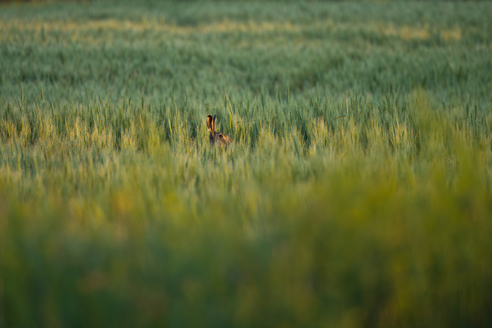  ?   ! , , , ,  ,  , ,  , , , Nikon