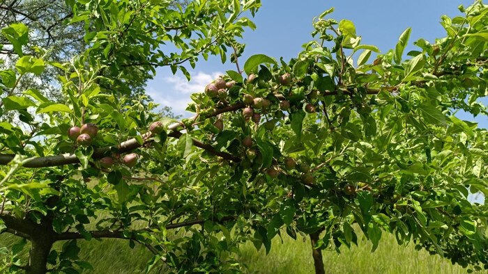 Уже завязались в этом году яблочки