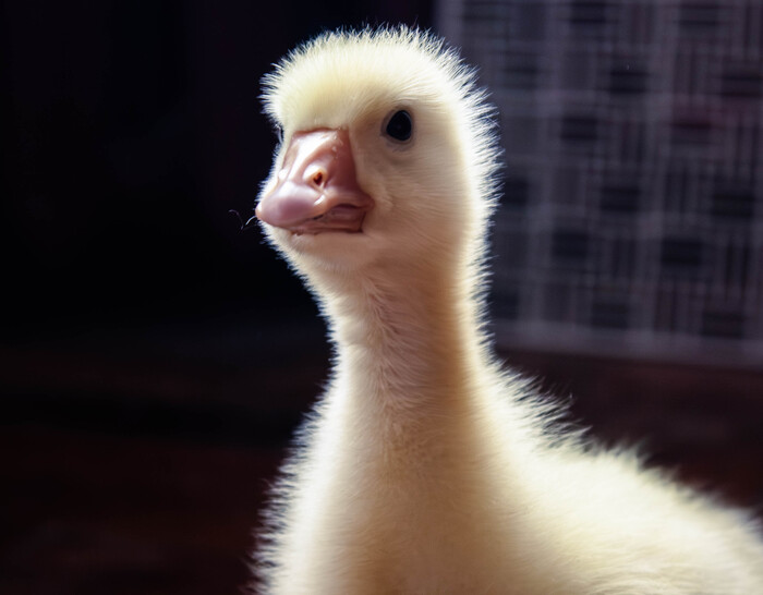 ������� ������ ���������� ����