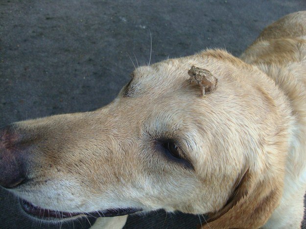 ����� ����