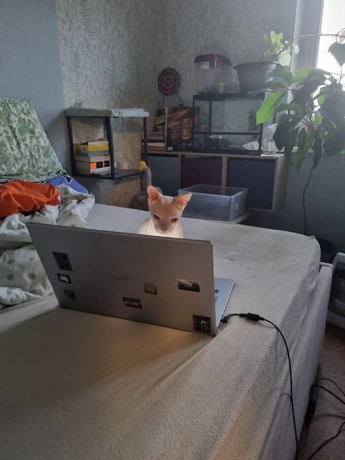 Даже котэ работает! А ты нет, ленивая жопа, нет!