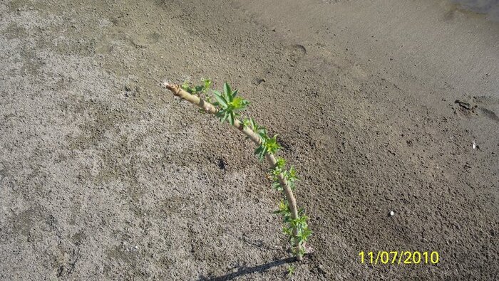 Жажда жизни