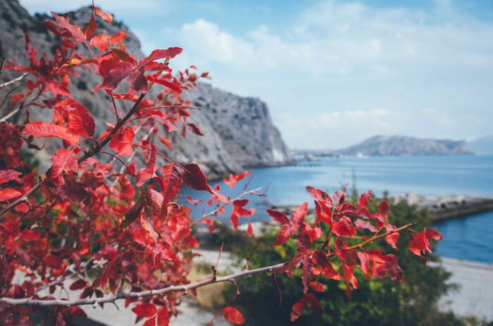  .    <a href="https://pikabu.ru/story/derevya_rossii_fistashka_tupolistnaya_12796778?u=https%3A%2F%2Fpikabu.ru&t=pikabu.ru&h=eb1c47aab0f301119e217a7621aacf6313e9330a" title="https://pikabu.ru" target="_blank" rel="noopener">pikabu.ru</a>.